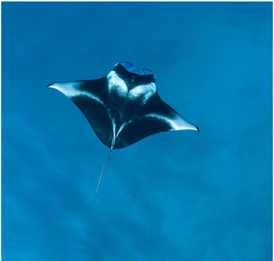 Manta Point — Karang Makassar — Padar - 1