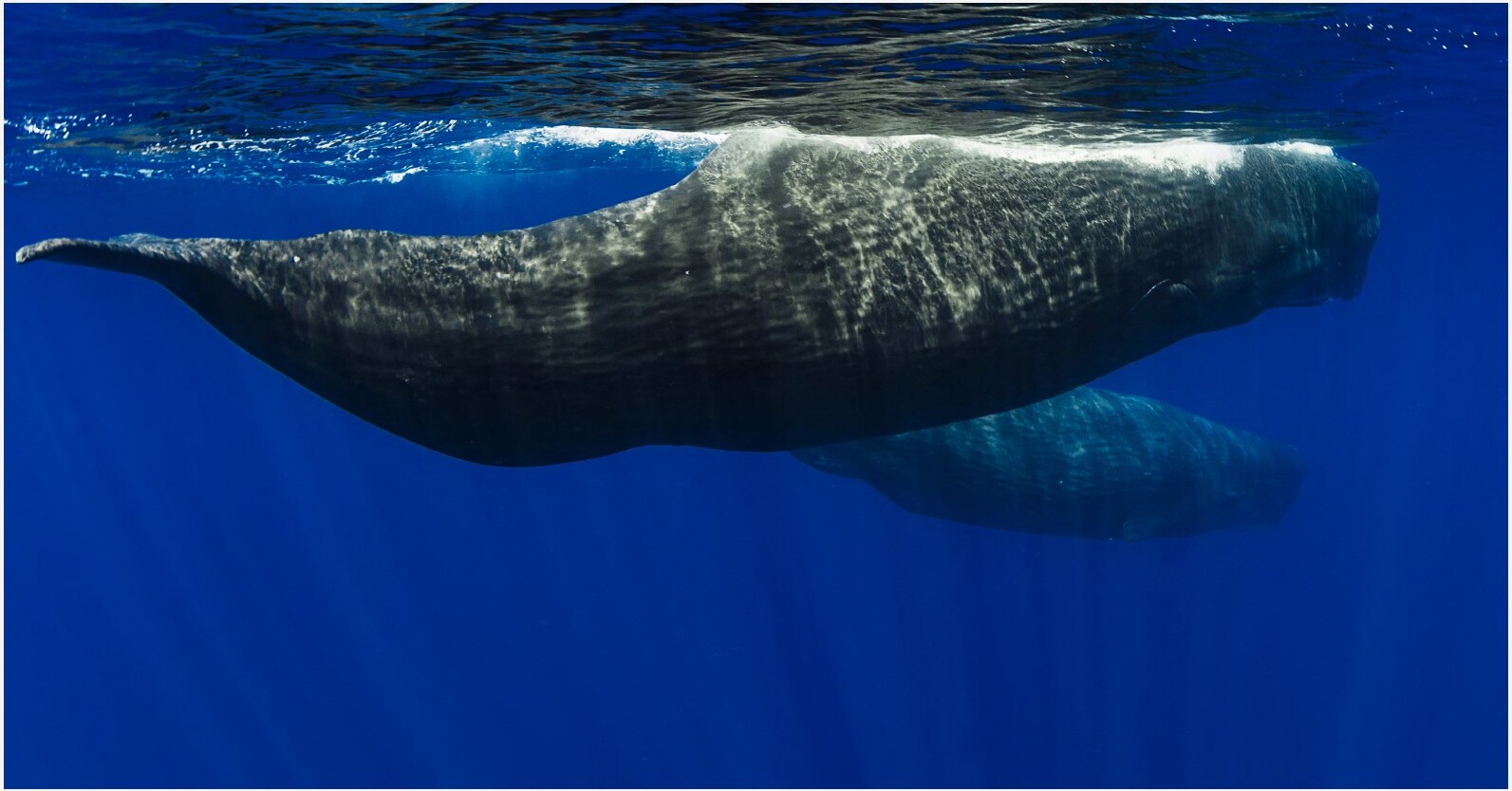 Lamalera Village — Whale Observation - 1