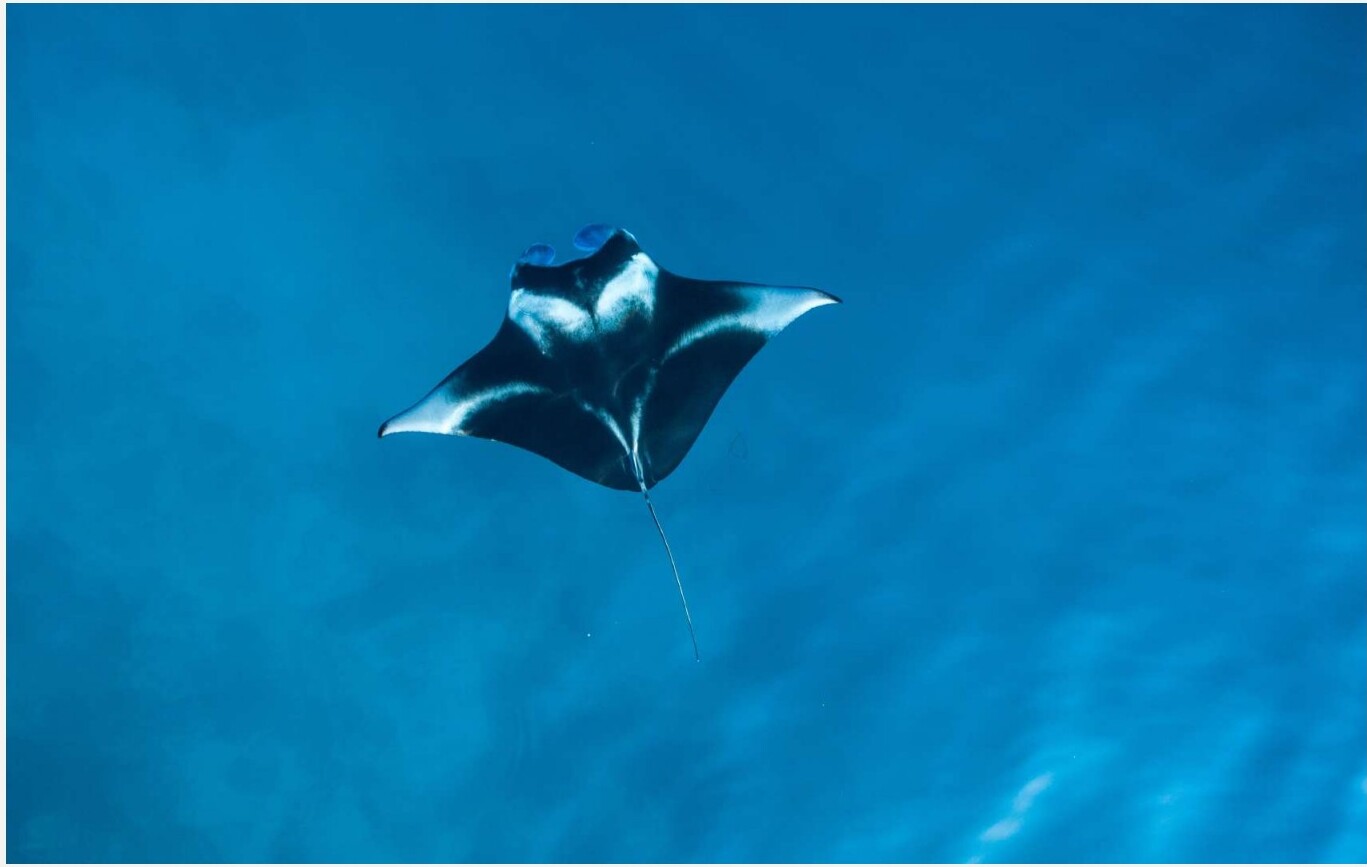 Manta Point, Karang Makassar & Padar - 1