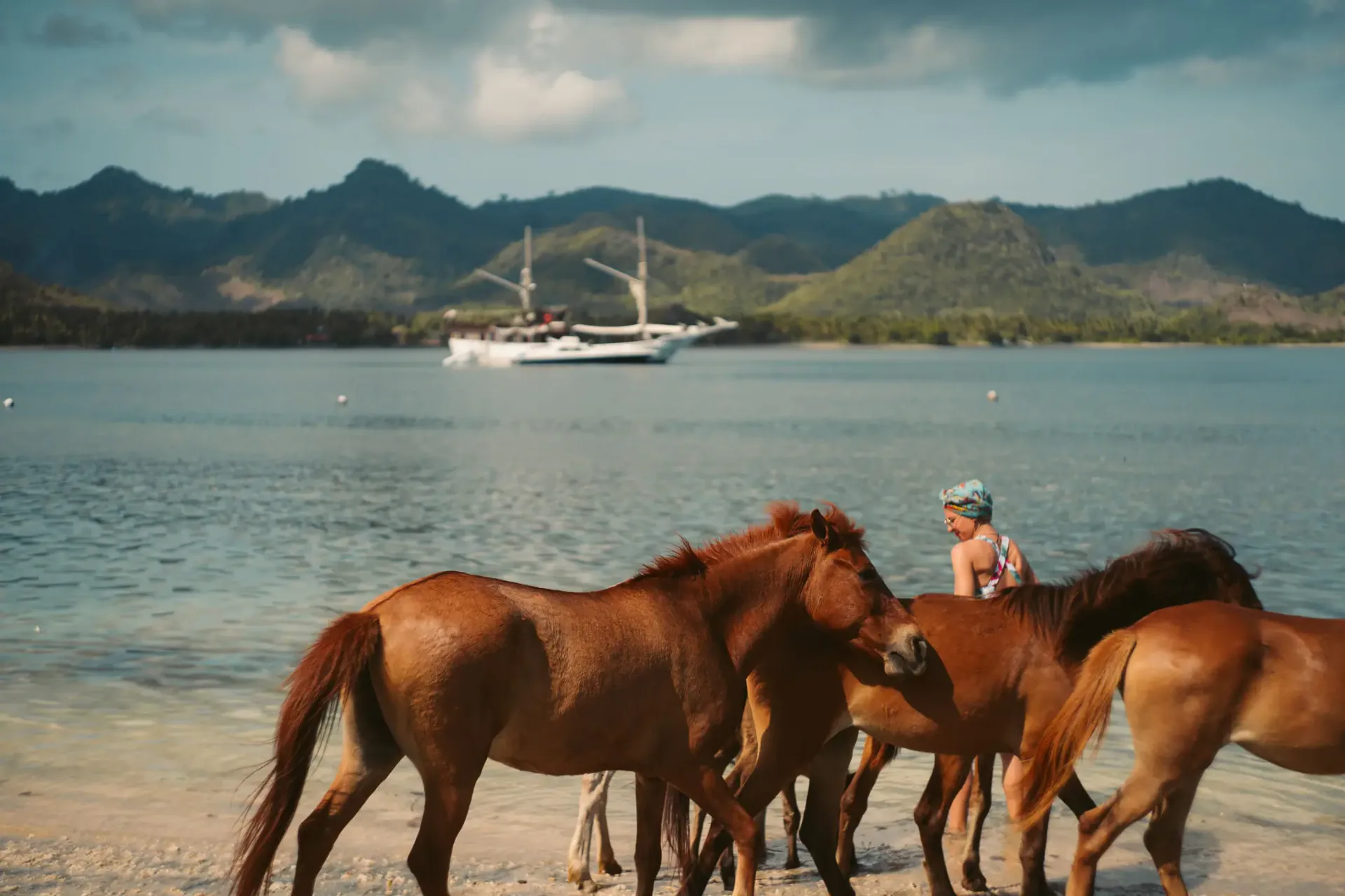 Wild Shores Wild horses on the beach with phinisi