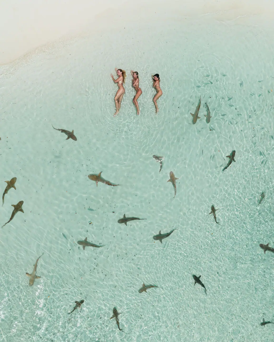 Shark Nursery Swimming with reef sharks in crystal waters