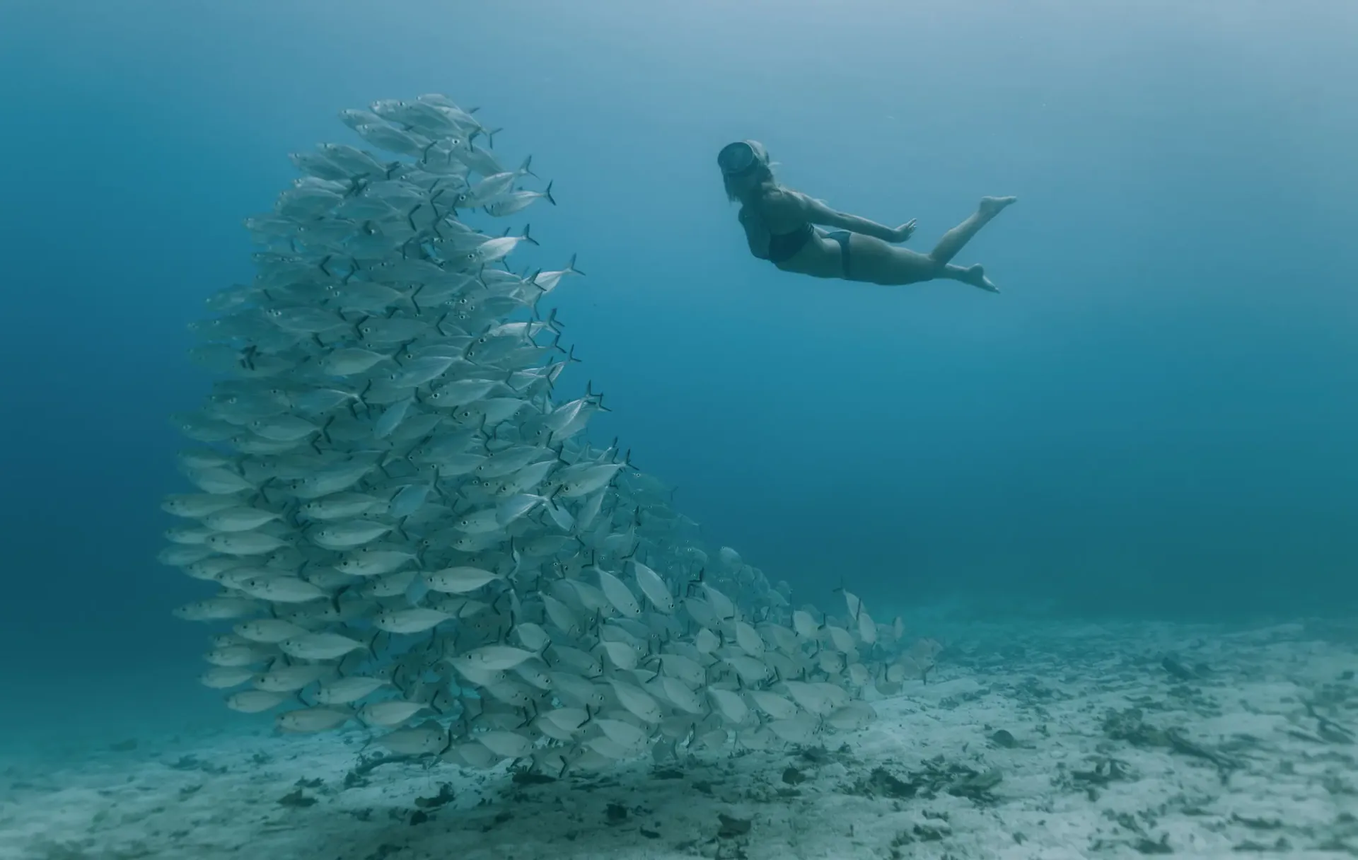 Underwater Wonders Freediving with a school of fish