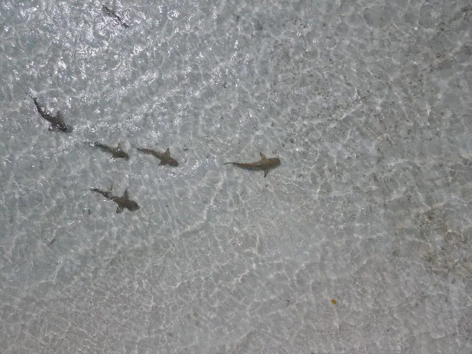 Baby reef sharks in shallow water Raja Ampat Indonesia