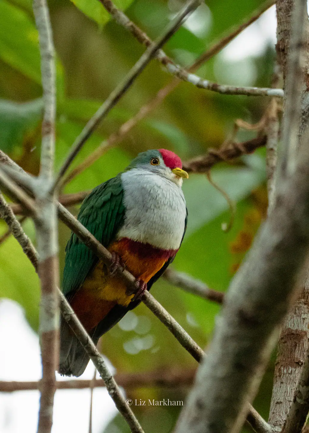 Exotic fruit dove bird watching Raja Ampat